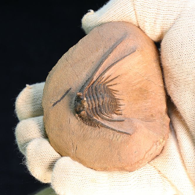 Main Image Spiny trilobite Kettneraspis from Morocco.