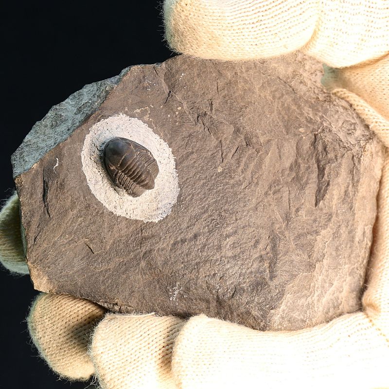  Unclassified Proetid  from Morocco.