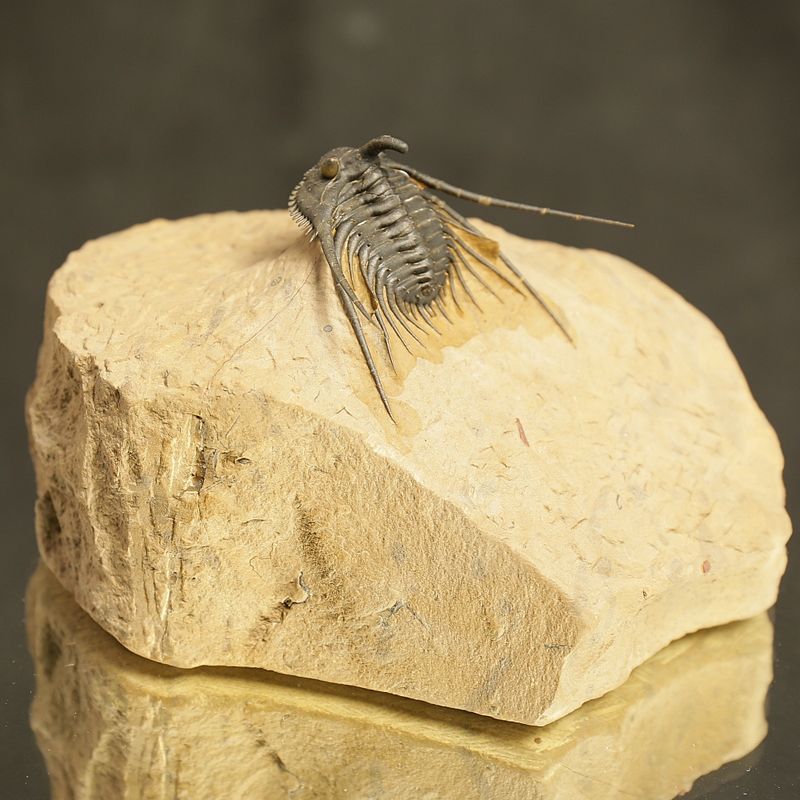 Kettneraspis prescheri Trilobite – Finely Prepared Devonian Fossil (4 cm)