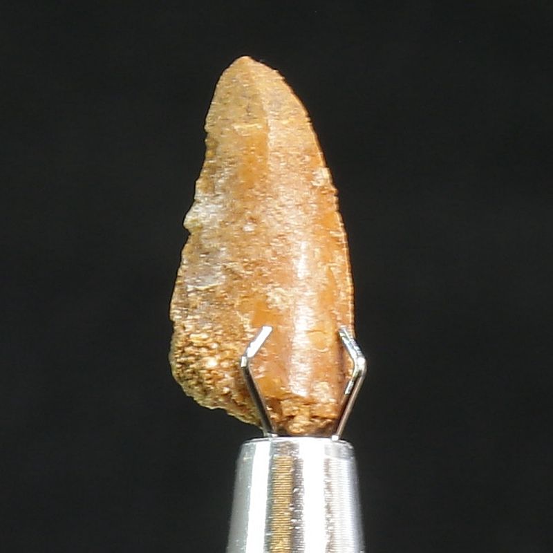 Abelisaurid Dinosaur Tooth 
