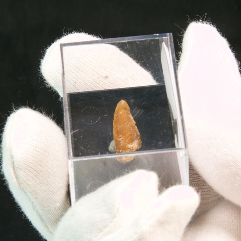 Abelisaurid Dinosaur Tooth 