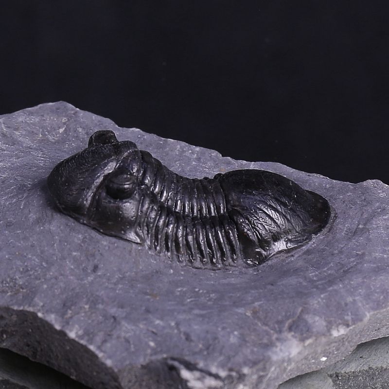 Paralejurus rehamnanus Trilobite from Morocco (4,5 cm)