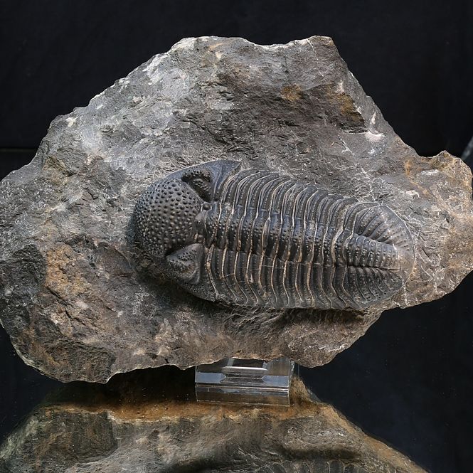 Main Image Trilobite Drotops from Morocco.