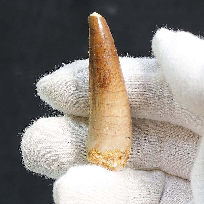 Main Image Dinosaur Teeth Spinosaurus Saharicus. 5.6 cm