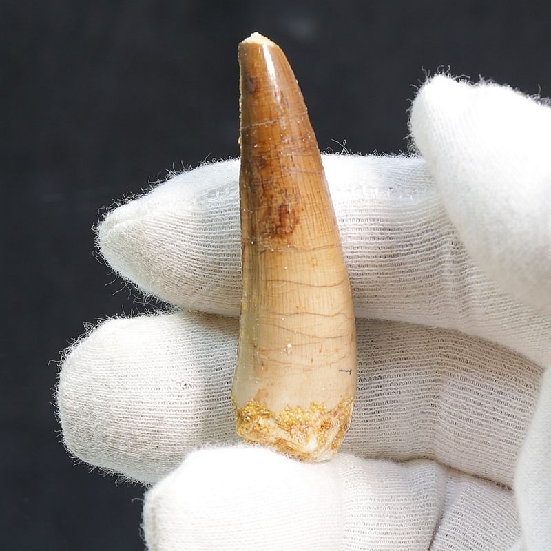 Dinosaur Teeth Spinosaurus Saharicus. 5.6 cm