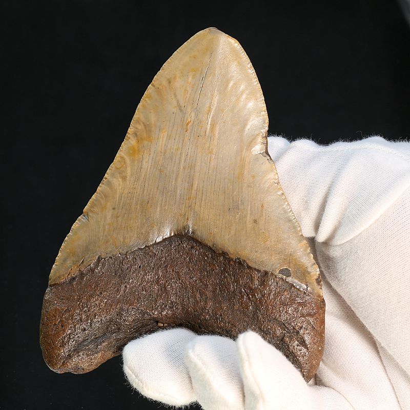 Authentic Megalodon Fossil Tooth