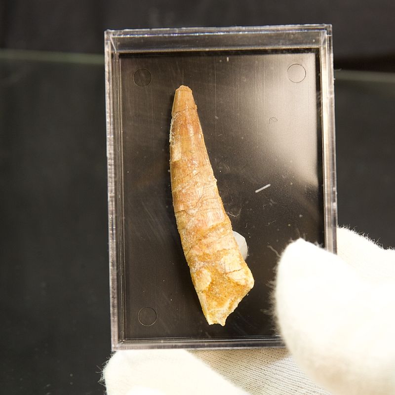 Dinosaur Teeth Spinosaurus Saharicus. 6 cm