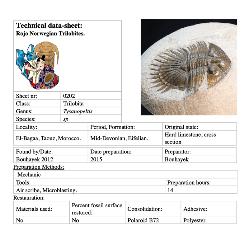 Ultra rare trilobite Tysanopeltis sp from Morocco.