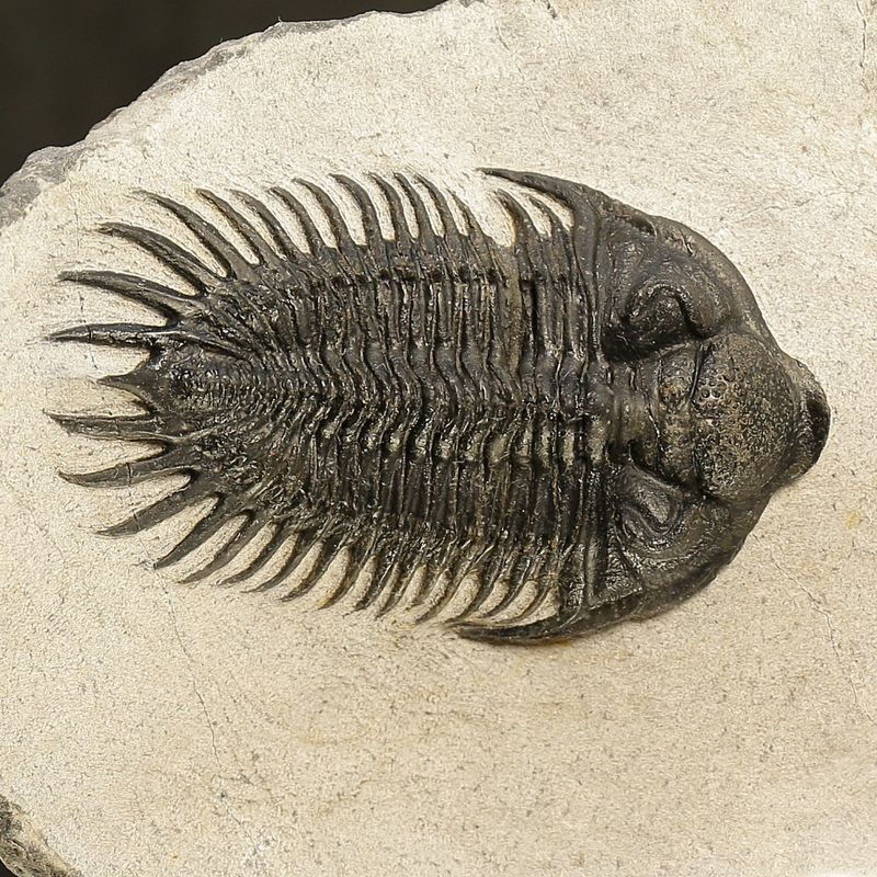  Reserved! Saharops Trilobite – Spiny Asteropyginae from Morocco (7 cm)