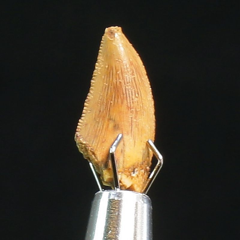 Abelisaurid Dinosaur Tooth 