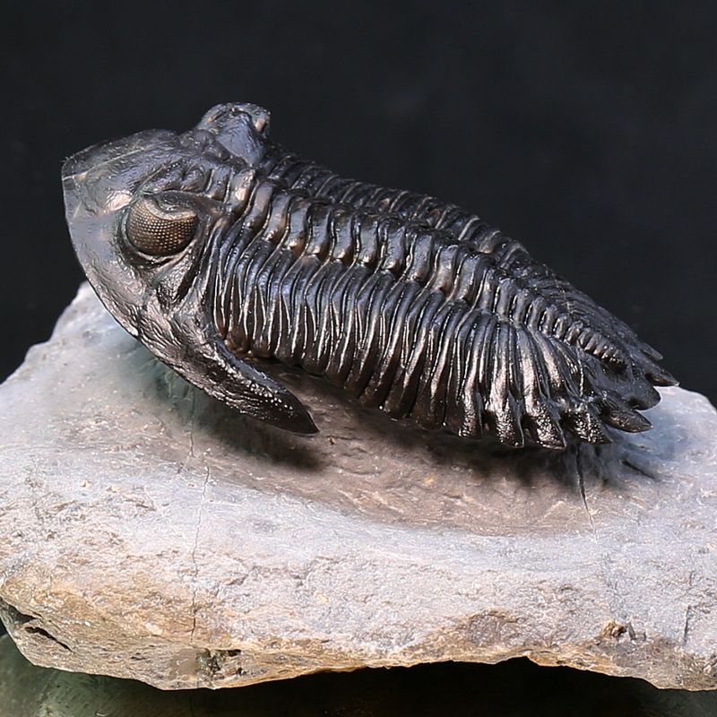 Trilobite  Hollardops from Morocco.