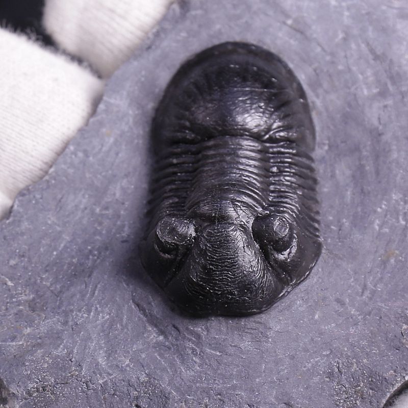 Paralejurus rehamnanus Trilobite from Morocco (4,5 cm)