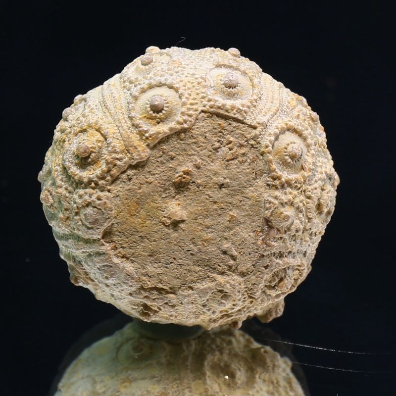 Fossil sea urchin from Morocco