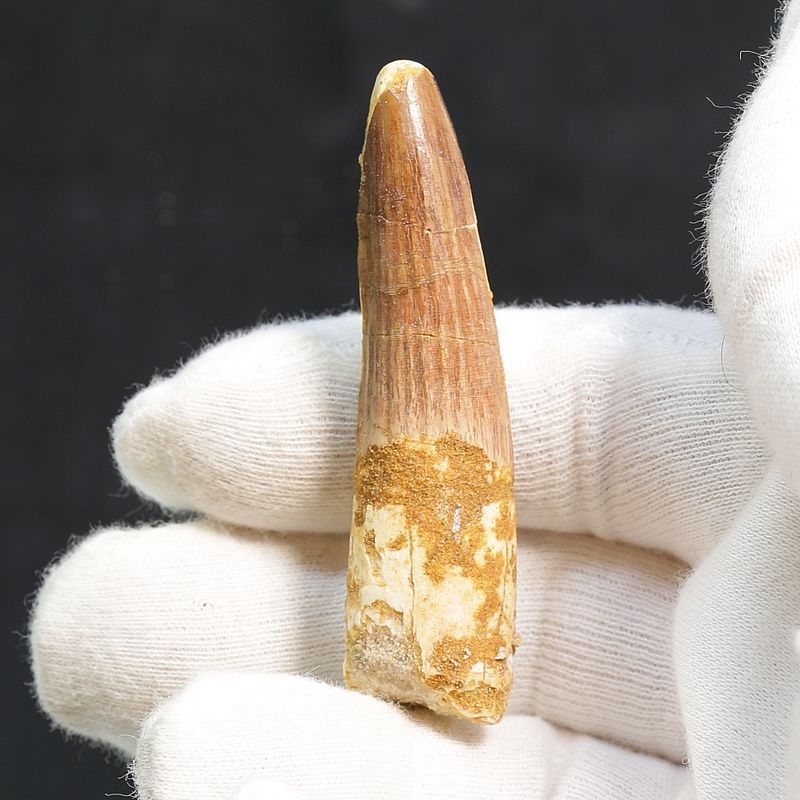 Dinosaur Teeth Spinosaurus Saharicus. 6,5 cm