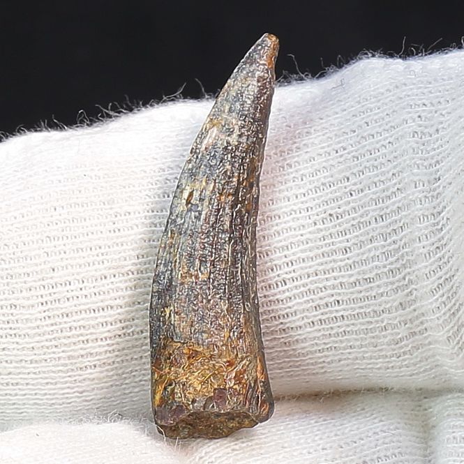 Main Image Suchomimus Tooth 