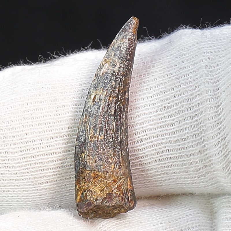 Suchomimus Tooth 