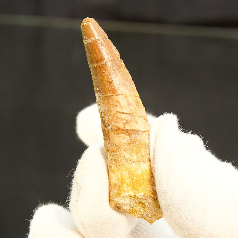 Dinosaur Teeth Spinosaurus Saharicus. 6 cm