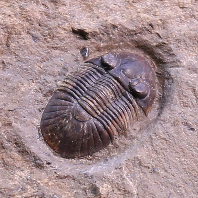 Main Image Trilobite Paralejurus from  Morocco.