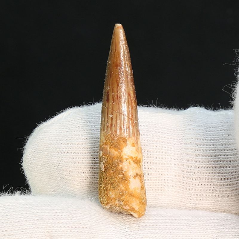 Dinosaur Teeth Spinosaurus Sp.