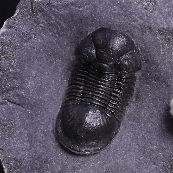 Main Image Paralejurus rehamnanus Trilobite from Morocco (4 ...