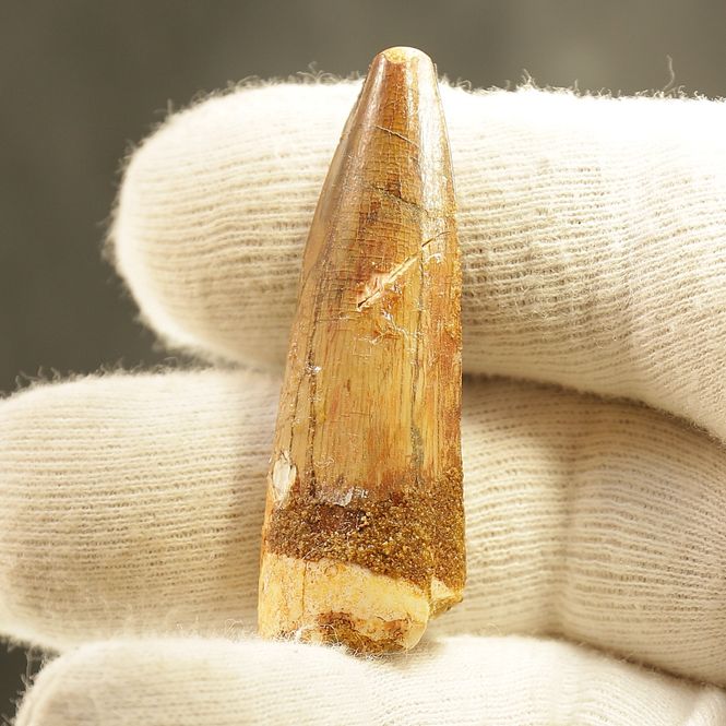 Main Image Dinosaur Teeth Spinosaurus Saharicus. 5 cm