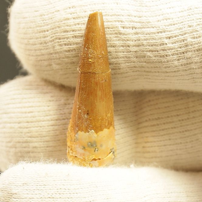 Main Image Dinosaur Teeth Spinosaurus Saharicus. 3 cm