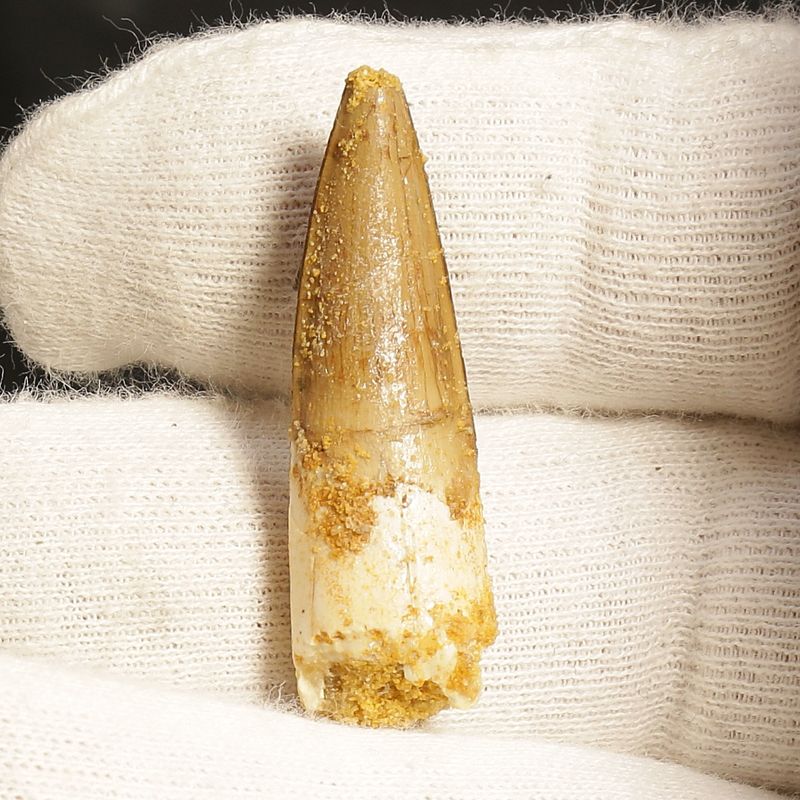 Dinosaur Teeth Spinosaurus Sp.