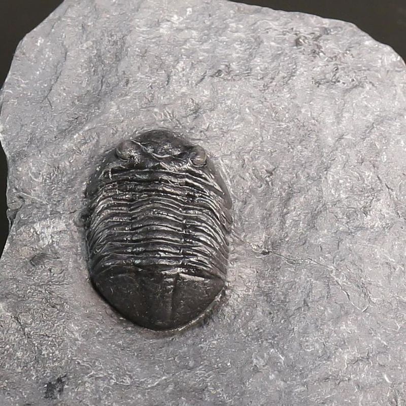 Asaphus expansus Trilobite – Lower Ordovician, Slemmestad, Norway
