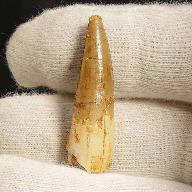 Main Image Dinosaur Teeth Spinosaurus Sp.