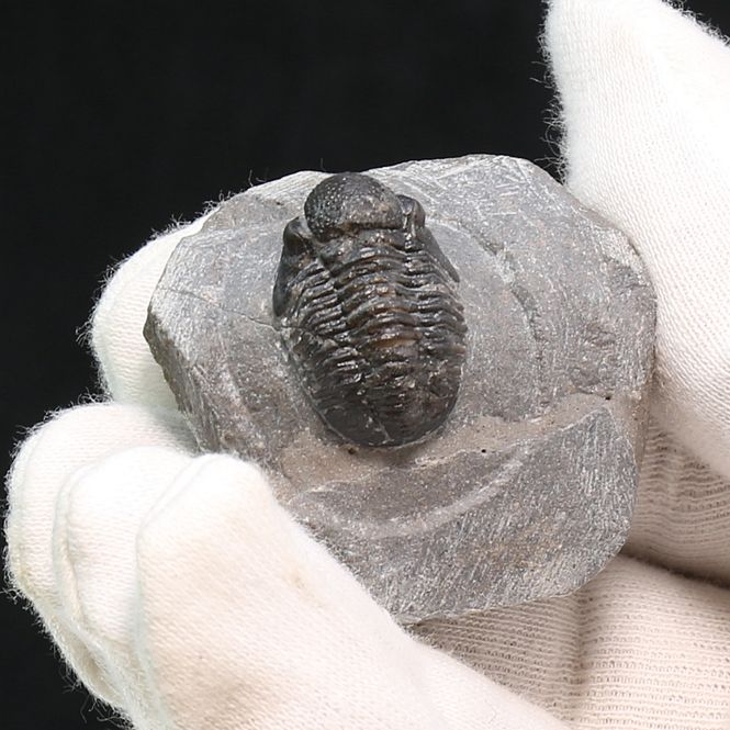 Main Image  Trilobite Gerastos granulosus