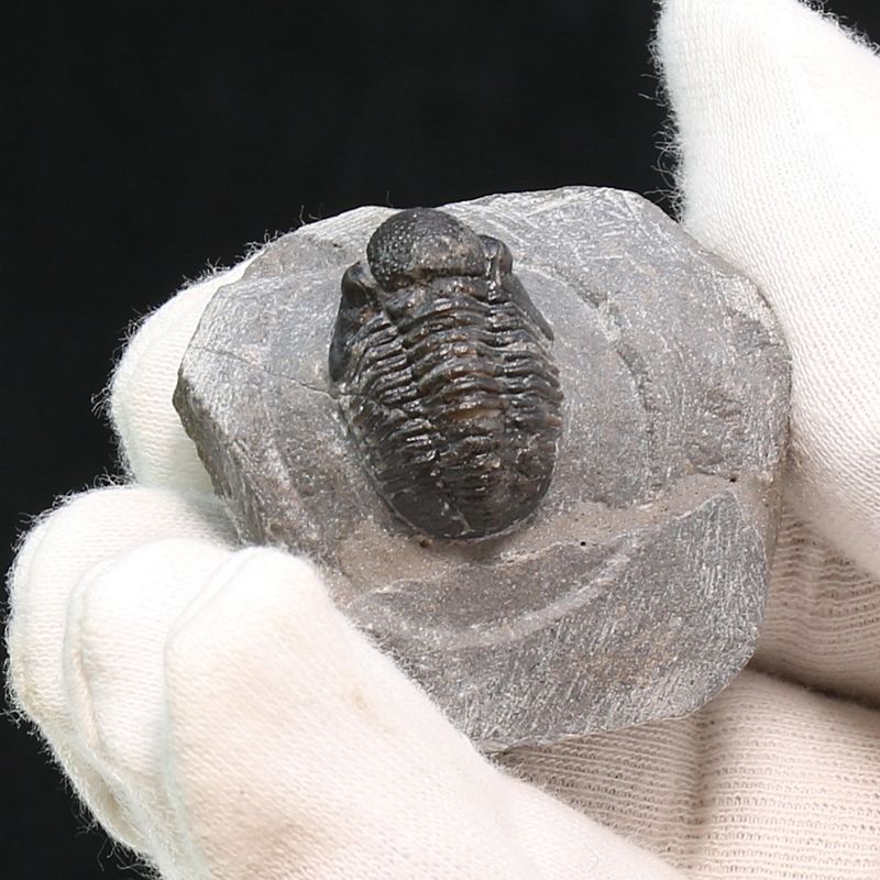  Trilobite Gerastos granulosus