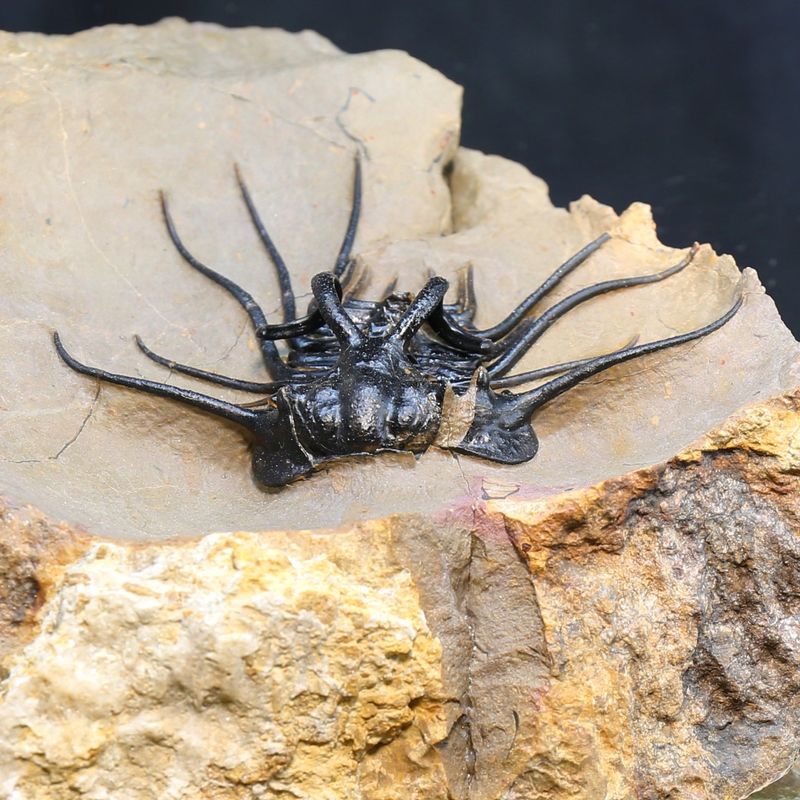 Dicranurus monstruosus from Morocco.