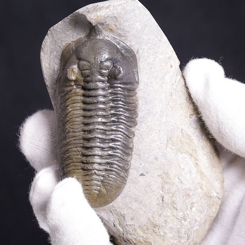 Morocconites Trilobite – “The Rhinoceros of Trilobites” (Morocco)