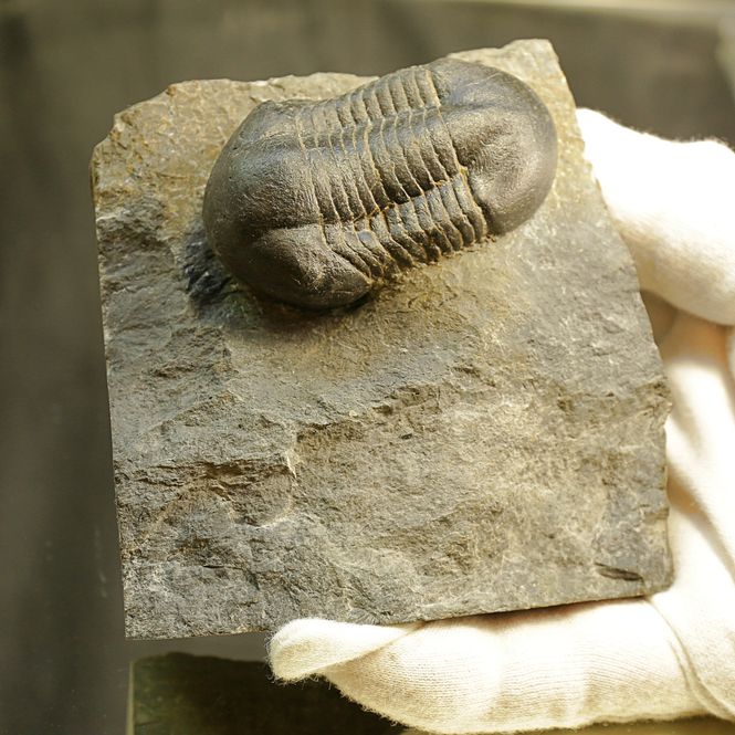 Main Image Sold! Illaenus sarsi Trilobite
