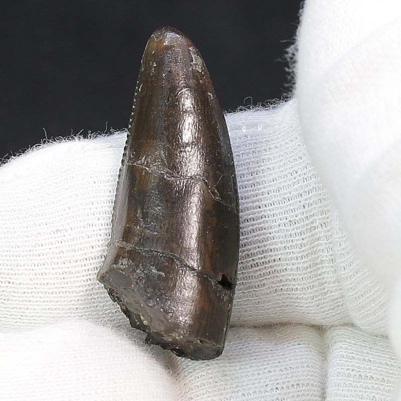 Ceratosaurs sp. Tooth