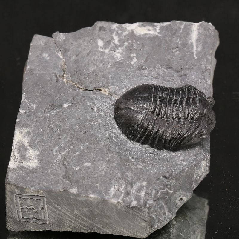 Sold, Asaphus expansus Trilobite – Lower Ordovician, Slemmestad, Norway