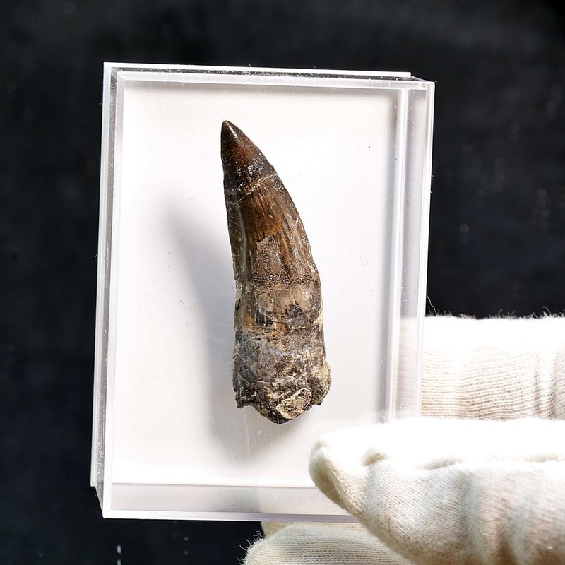 Suchomimus Tooth 