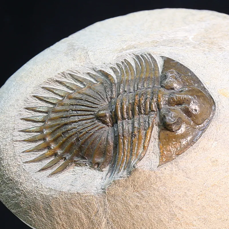 Ultra rare trilobite Tysanopeltis sp from Morocco.