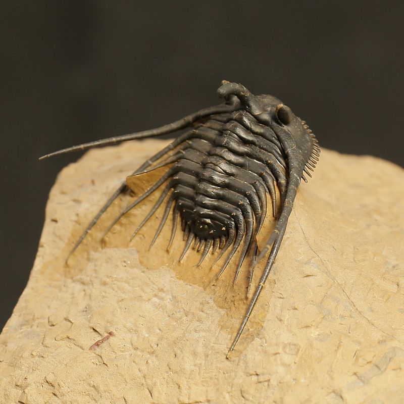 Kettneraspis prescheri Trilobite – Finely Prepared Devonian Fossil (4 cm)