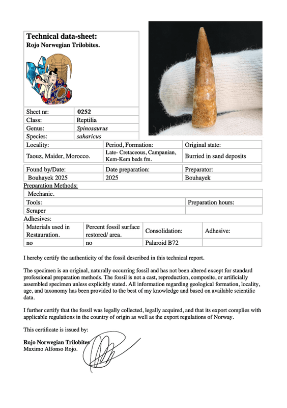 Dinosaur Teeth Spinosaurus Sp.