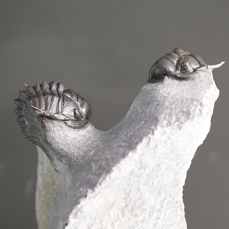 Double Crotalocephalus aff. africanus Trilobite Association 