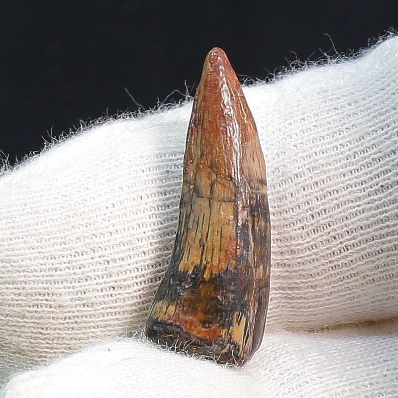 Suchomimus Tooth 