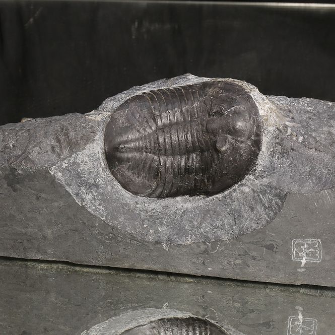 Main Image Sold, Ptychopyge sp. Trilobite – Large ...