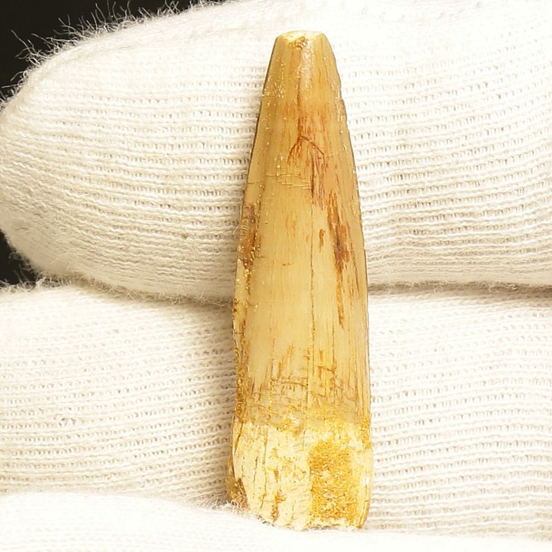 Dinosaur Teeth Spinosaurus Saharicus. 4 cm