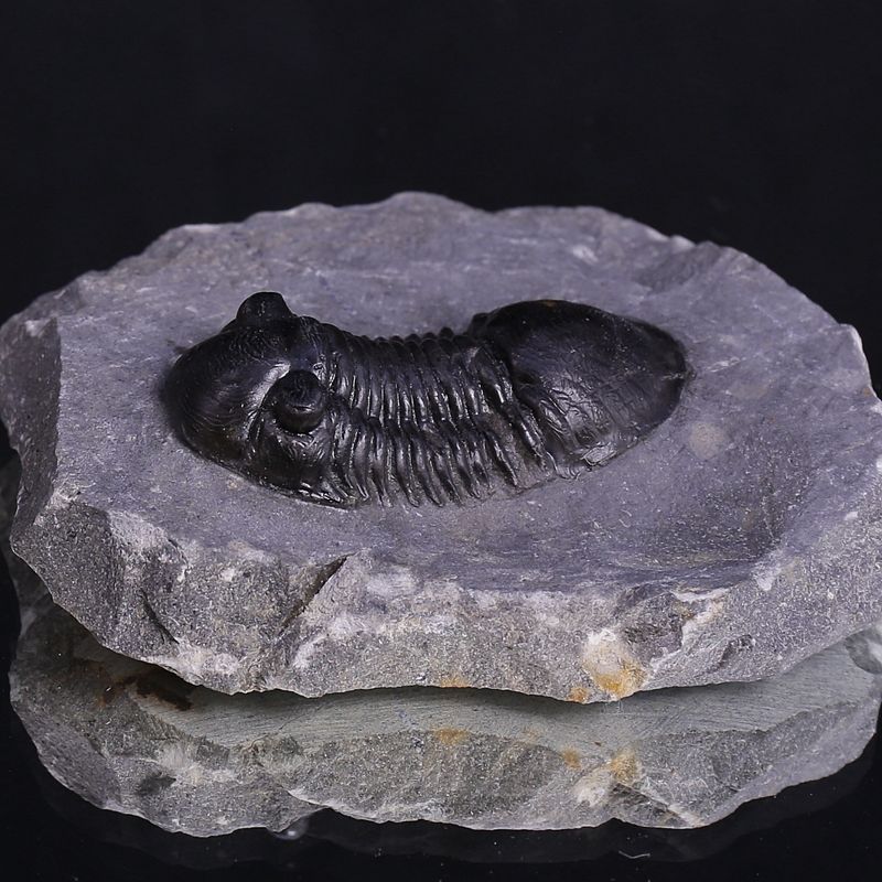 Paralejurus rehamnanus Trilobite from Morocco (5 cm)