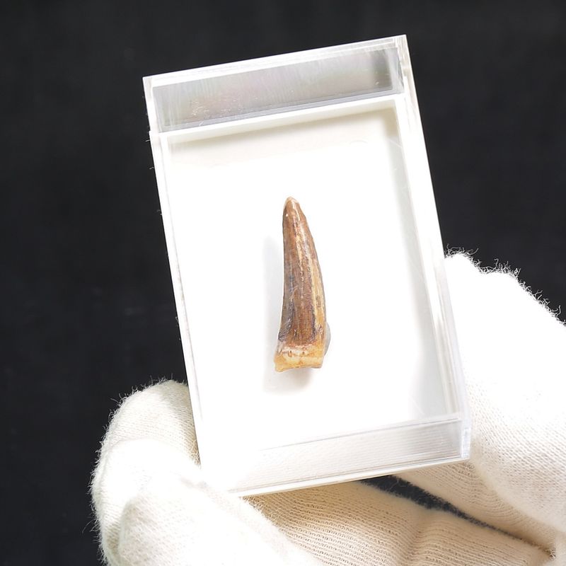 Suchomimus Tooth 