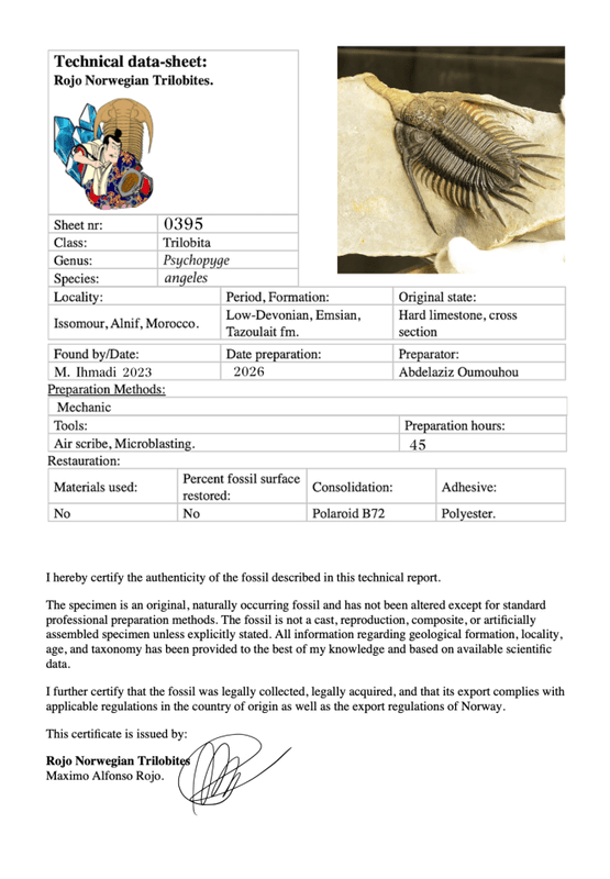 Psychopyge angeles Trilobite – Large Spiny Asteropyge, Issoumour (12 cm)