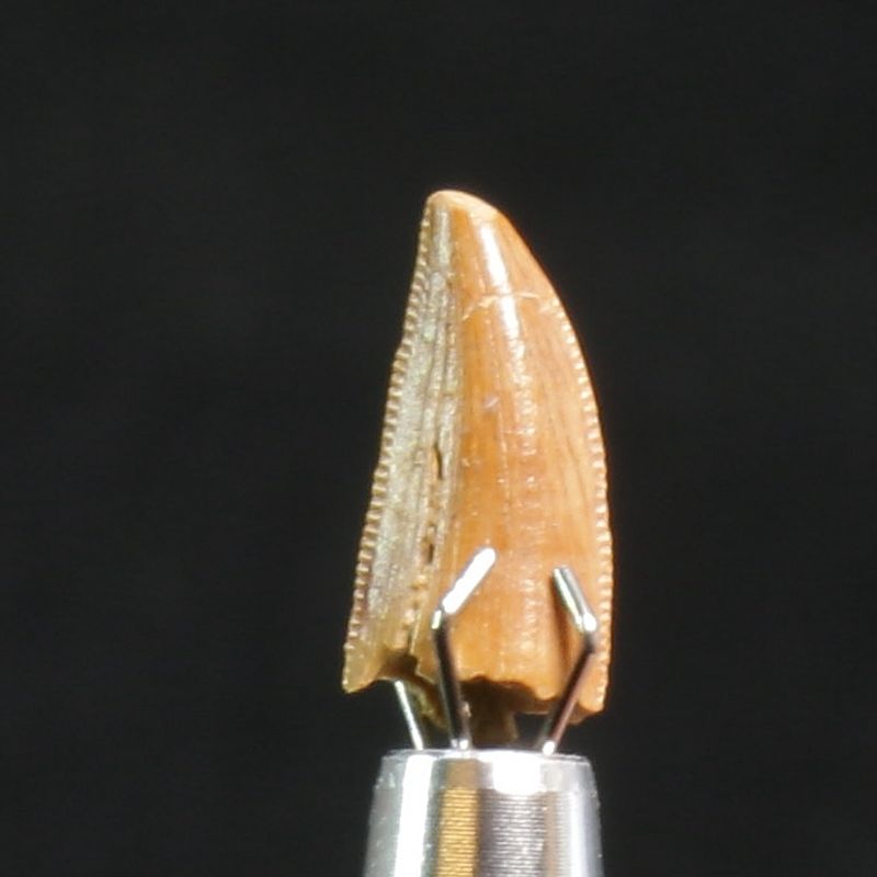 Abelisaurid Dinosaur Tooth 