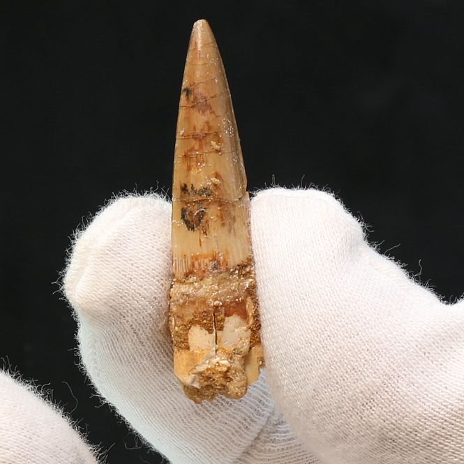 Main Image Dinosaur Teeth Spinosaurus Sp.