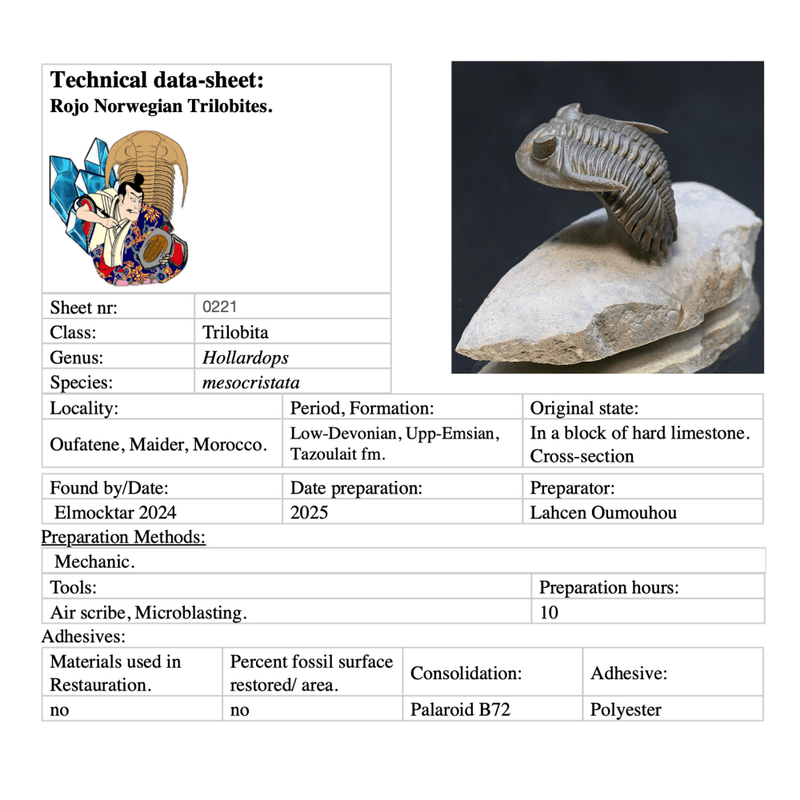 Trilobite  Hollardops from Morocco.
